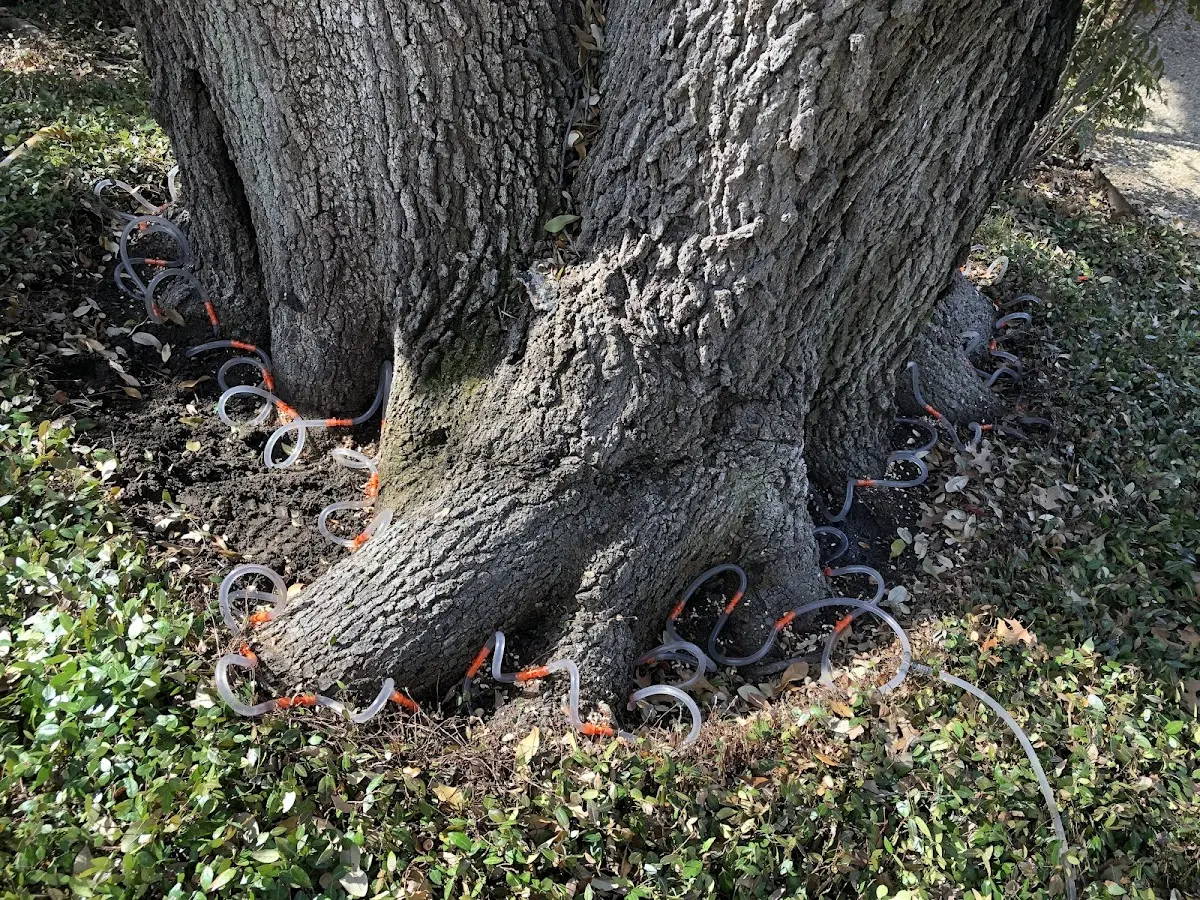 Detailed Tree Cabling and Bracing job site in Monmouth Junction