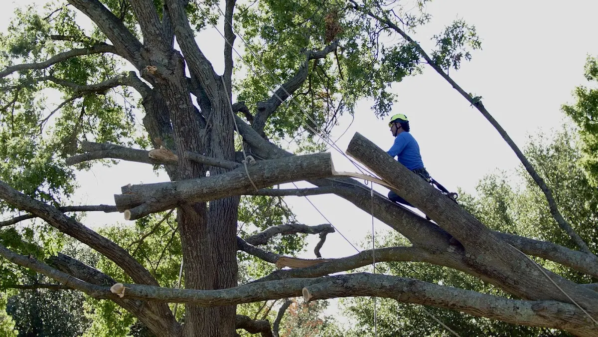 Professional Crown Thinning performed by certified arborists in Monmouth Junction